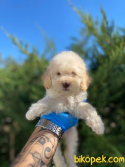 Apricot Orjinal Toy Poodle Rusya Chipli Pasaportlu 2