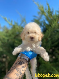 Apricot Orjinal Toy Poodle Rusya Chipli Pasaportlu 1