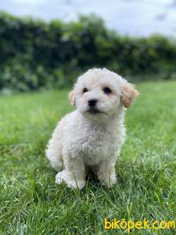 Apricot Özel Irk Toy Poodle 3