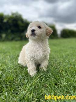 Apricot Özel Irk Toy Poodle 1