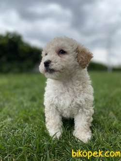 Apricot Özel Irk Toy Poodle 2
