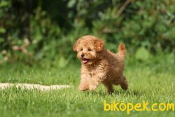 Apricot Özel Toy Boyut Secereli Microchipli 3