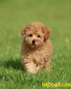 Apricot Özel Toy Poodle Microchipli Pasaportlu Ve Aşılı 3
