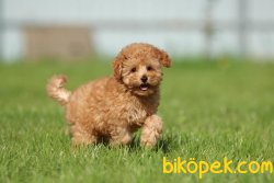 Apricot Özel Toy Poodle Microchipli Pasaportlu Ve Aşılı 2