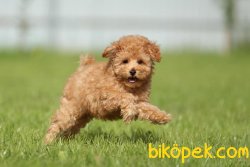 Apricot Özel Toy Poodle Microchipli Pasaportlu Ve Aşılı 1