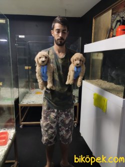 Apricot Poodle 4