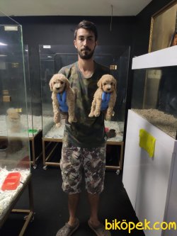 Apricot Poodle 5
