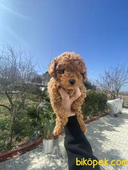 APRICOT POODLE 1