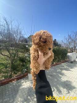 APRICOT POODLE 3
