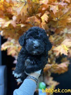 Özel Renk Si̇yah Poodle Yavrularımız 2