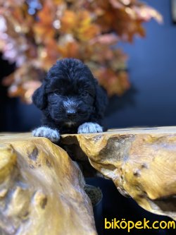 Özel Renk Si̇yah Poodle Yavrularımız 3