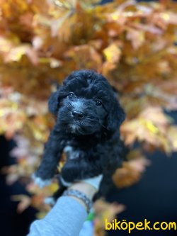 Özel Renk Si̇yah Poodle Yavrularımız 1