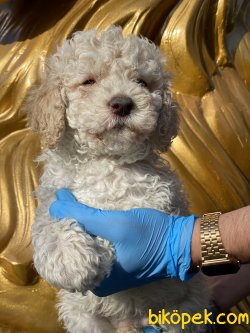 Apricot Poodle Bebeğimiz Orjinal Tüy Dökmeyen Irk 5