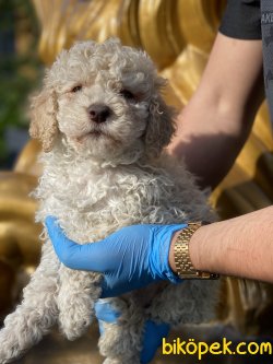 Apricot Poodle Bebeğimiz Orjinal Tüy Dökmeyen Irk 4
