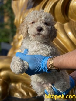 Apricot Poodle Bebeğimiz Orjinal Tüy Dökmeyen Irk 3