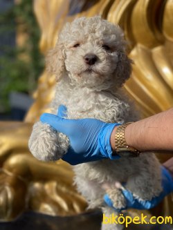 Apricot Poodle Bebeğimiz Orjinal Tüy Dökmeyen Irk 2