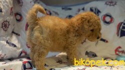 Apricot Poodle Bebeklerimiz Orjinal 3