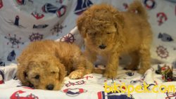 Apricot Poodle Bebeklerimiz Orjinal 1
