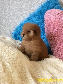 Apricot Poodle Bebeklerimiz Orjinal 2