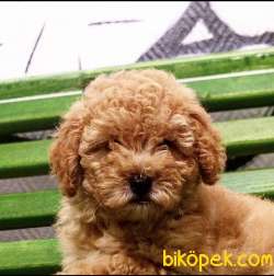 Apricot Poodle Small Ve Medium Boy Orjinal Safkan 1