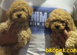 Apricot Poodle Small Ve Medium Boy Orjinal Safkan 3