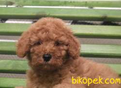Apricot Poodle Small Ve Medium Boy Orjinal Safkan 2