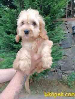 Apricot Poodle Yavru 1