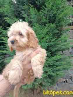 Apricot Poodle Yavru 3