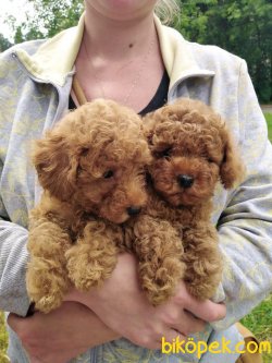 APRICOT POODLE YAVRULARIMIZ 2
