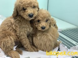 Apricot Poodle Yavrularımız 4