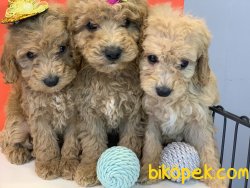 Apricot Poodle Yavrularımız 5