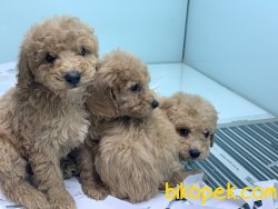 Apricot Poodle Yavrularımız 1