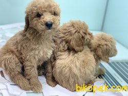 Apricot Poodle Yavrularımız 3