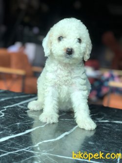 APRICOT POODLE YAVRULARIMIZ 1