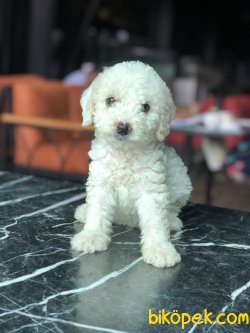 APRICOT POODLE YAVRULARIMIZ 3