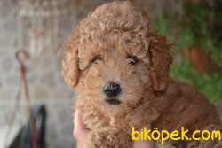 APRICOT POODLE YAVRULARIMIZ 3