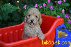 APRICOT POODLE YAVRULARIMIZ 1