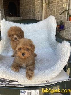APRICOT POODLE YAVRULARIMIZ 2