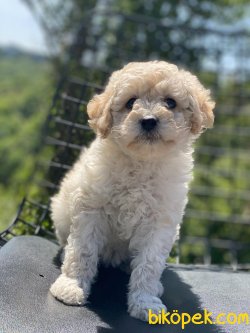 APRİCOT POODLE YAVRUMUZ 3