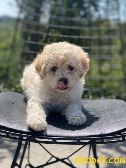 APRİCOT POODLE YAVRUMUZ 1