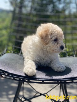 APRİCOT POODLE YAVRUMUZ 2