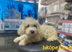 Apricot Poodle Yavrumuz 2