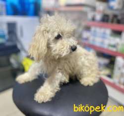 Apricot Poodle Yavrumuz 3