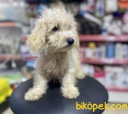 Apricot Poodle Yavrumuz 4