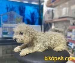 Apricot Poodle Yavrumuz 5