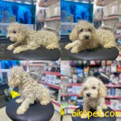 Apricot Poodle Yavrumuz 1