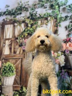 APRİCOT RENGİNİN EN İYİSİ SHOW DÜZEYLİ POODLE BEBİŞLERİMİZ 4