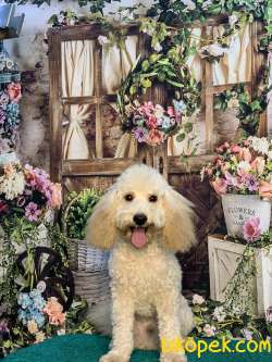 APRİCOT RENGİNİN EN İYİSİ SHOW DÜZEYLİ POODLE BEBİŞLERİMİZ 5
