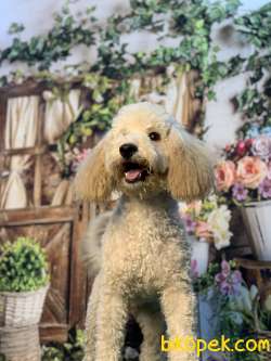 APRİCOT RENGİNİN EN İYİSİ SHOW DÜZEYLİ POODLE BEBİŞLERİMİZ 3