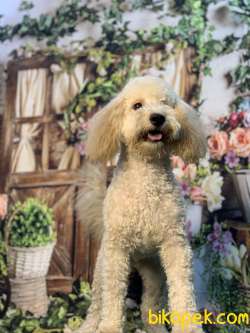 APRİCOT RENGİNİN EN İYİSİ SHOW DÜZEYLİ POODLE BEBİŞLERİMİZ 2